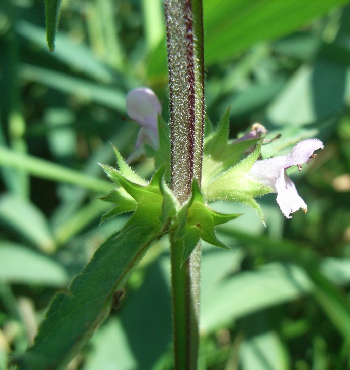 lungo il canale - Stachys palustris